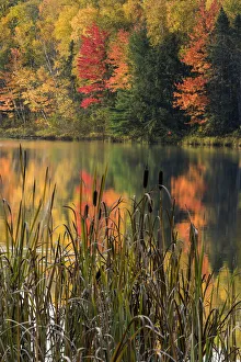 Northwood Prints: Cattails along small lake with fall colors, Upper Peninsula of Michigan