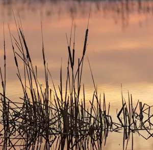 Marsh Prints: Cattails at sunrise, Bosque del Apache National Wildlife Refuge, New Mexico