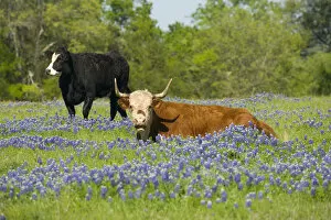 Images Dated 4th April 2005: Cattle in Blue Bonnets near Brenham Texas