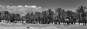 Images Dated 4th November 2024: Cattle among Date Palms, Coachella Valley, California, USA