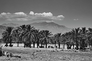 Images Dated 4th November 2024: Cattle among Date Palms, Coachella Valley, California, USA