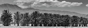 Images Dated 4th November 2024: Cattle among Date Palms, Coachella Valley, California, USA