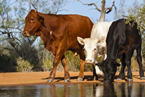 Mammals Prints: Cattle drinking