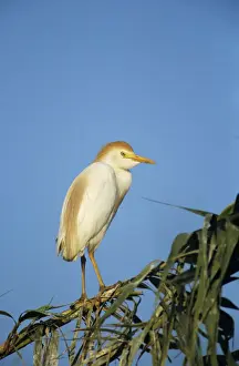 Images Dated 19th October 2007: Cattle Egret, Bubulcus ibis, adult breeding plumage, Welder Wildlife Refuge, Sinton