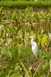 Hawaii Prints: Cattle egret (Bubulcus ibis) in taro fields in Hanalei National Wildlife Refuge