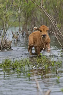 Images Dated 21st May 2006: Cattle in the flooded Danube Delta near the Sulina Channel
