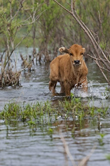 Images Dated 21st May 2006: Cattle in the flooded Danube Delta near the Sulina Channel