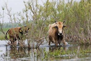 Images Dated 21st May 2006: Cattle in the flooded Danube Delta near the Sulina Channel