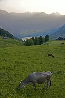 Images Dated 13th June 2006: Cattle graze on a hillside at Amden, Switzerland. switzerland, swiss, europe