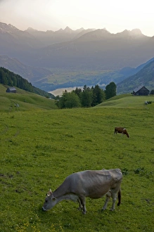 Images Dated 13th June 2006: Cattle graze on a hillside at Amden, Switzerland. switzerland, swiss, europe