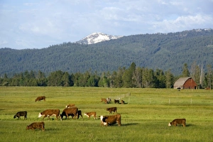 Domesticated Prints: Cattle graze in a pasture near Cascade, Idaho