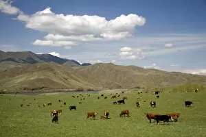 Images Dated 25th April 2007: Cattle graze in a pasture along the Payette River near Emmett, Idaho