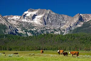 Images Dated 12th July 2005: Cattle graze in the Stanley Basin, Idaho