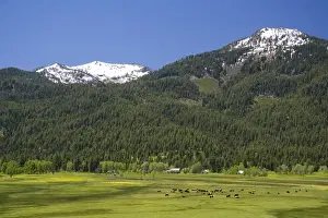 Valley County Prints: Cattle graze in a valley below Snowbank Mountain in Valley County, Idaho