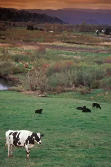 Images Dated 6th April 2005: Cattle out to Pasture, Clatskanie, OR