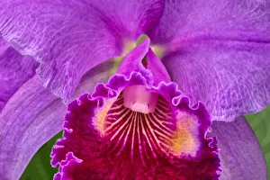 Images Dated 18th January 2020: Cattleya orchid