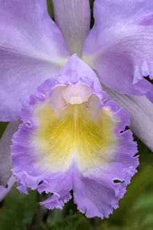 Images Dated 14th February 2021: Cattleya orchid