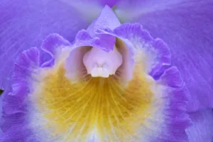 Images Dated 14th February 2021: Cattleya orchid