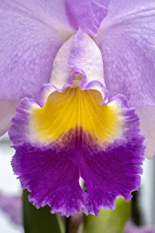 Images Dated 14th February 2021: Cattleya orchid