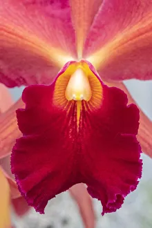Images Dated 14th February 2021: Cattleya orchid