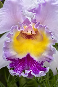 Images Dated 14th February 2021: Cattleya orchid