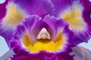 Images Dated 14th February 2021: Cattleya orchid