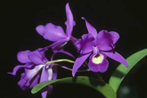 Costa Rica Prints: Cattleya Orchid, (Cattleya skinneri)
