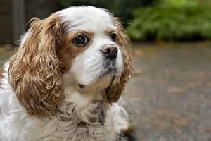 Cavalier King Charles Spaniel, on her driveway in Autumn. (PR) Cavalier King Charles Spaniel, on her driveway in Autumn. (PR)