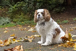 Images Dated 3rd July 2021: Cavalier King Charles Spaniel, on her driveway in Autumn. (PR)