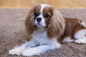 Cute Prints: Cavalier King Charles Spaniel puppy reclining on the carpet. (PR)