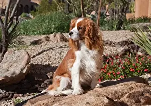 Blenheim Prints: A Cavalier King Charles Spaniel sitting on a rock in a garden with wind blowing