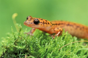 Cave Salamander (Eurycea lucifuga)
