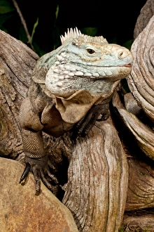 Sauria Prints: Cayman Island Iguana, Cyclura lewisi, Cayman Islands