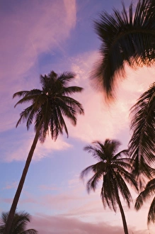 Images Dated 6th February 2006: CAYMAN ISLANDS - CAYMAN BRAC - West End: Sunset with Palms