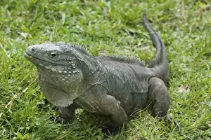 Images Dated 4th February 2006: CAYMAN ISLANDS - GRAND CAYMAN - Frank Sound: Queen Elizabeth 2 Botanic Park - Iguana