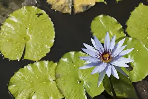Images Dated 4th February 2006: CAYMAN ISLANDS - GRAND CAYMAN - Frank Sound: Queen Elizabeth 2 Botanic Park - Lilly Pond