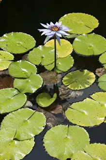 Images Dated 4th February 2006: CAYMAN ISLANDS - GRAND CAYMAN - Frank Sound: Queen Elizabeth 2 Botanic Park - Lilly Pond