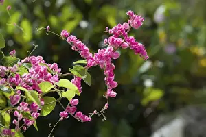 Images Dated 4th February 2006: CAYMAN ISLANDS - GRAND CAYMAN - Frank Sound: Queen Elizabeth 2 Botanic Park - Mexican Creeper