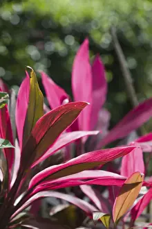 Images Dated 4th February 2006: CAYMAN ISLANDS - GRAND CAYMAN - Frank Sound: Queen Elizabeth 2 Botanic Park - Vinca Rosea