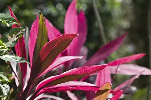 Images Dated 4th February 2006: CAYMAN ISLANDS - GRAND CAYMAN - Frank Sound: Queen Elizabeth 2 Botanic Park - Vinca Rosea