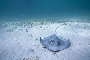 Images Dated 12th April 2007: Cayman Islands, Grand Cayman Island, Underwater view of Southern Stingray (Dasyatis