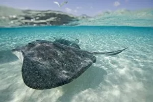 Images Dated 20th April 2007: Cayman Islands, Grand Cayman Island, Underwater view of Southern Stingray (Dasyatis