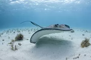 Images Dated 13th April 2007: Cayman Islands, Grand Cayman Island, Underwater view of Southern Stingray (Dasyatis