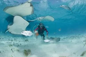 Images Dated 13th April 2007: Cayman Islands, Grand Cayman Island, Underwater view of Scuba divers and Southern Stingray
