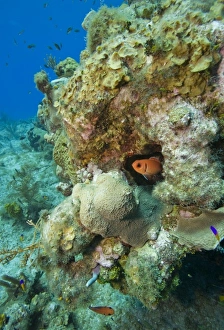 Images Dated 12th April 2007: Cayman Islands, Grand Cayman Island, Underwater view of tropical fish swimming past