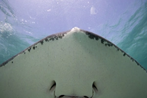 Images Dated 12th April 2007: Cayman Islands, Grand Cayman Island, Underwater view of Southern Stingray (Dasyatis