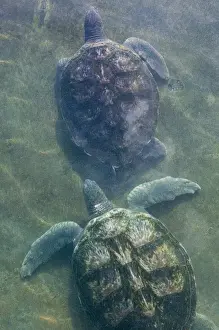 Sea Turtle Prints: CAYMAN ISLANDS - GRAND CAYMAN - North Grand Cayman: Sea Turtles at the Island Sea