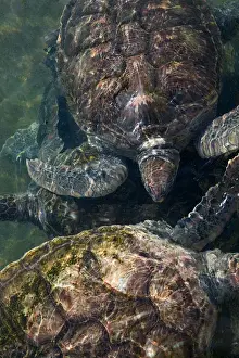 Images Dated 3rd February 2006: CAYMAN ISLANDS - GRAND CAYMAN - North Grand Cayman: Sea Turtles at the Island Sea