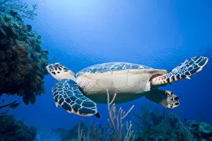 Images Dated 18th April 2007: Cayman Islands, Little Cayman Island, Underwater view of Hawksbill Turtle (Eretmochelys