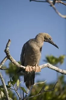 Images Dated 19th April 2007: Cayman Islands, Little Cayman Island, Red-footed Boobies (Sula sula) nesting along
